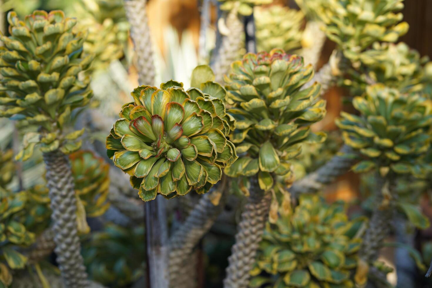 Close-up of Unique Green Succulents with Intricate Patterns and Texture Against a Natural Background in Bright Natural Light photo