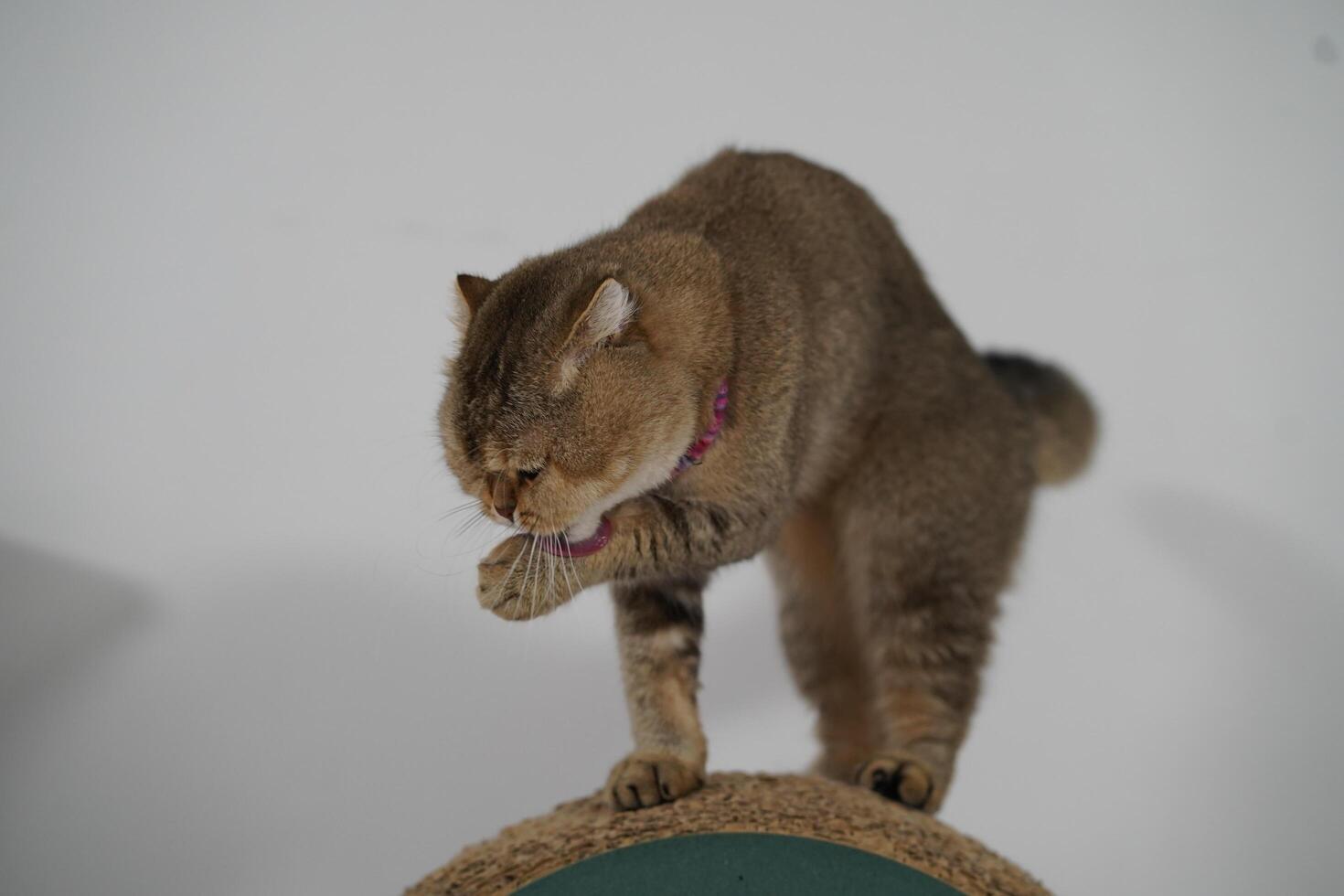 Playful Cat Grooming Itself While Perched on a Scratching Post, Captured in a Bright Studio Setting with Soft Lighting and Neutral Background photo