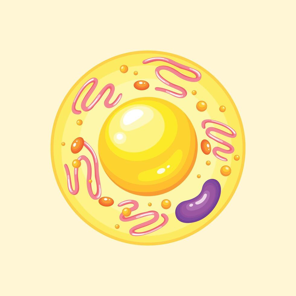 Illustration of a biological cell with nucleus, cytoplasm, and internal structures, suitable for science, medical, and educational content. vector
