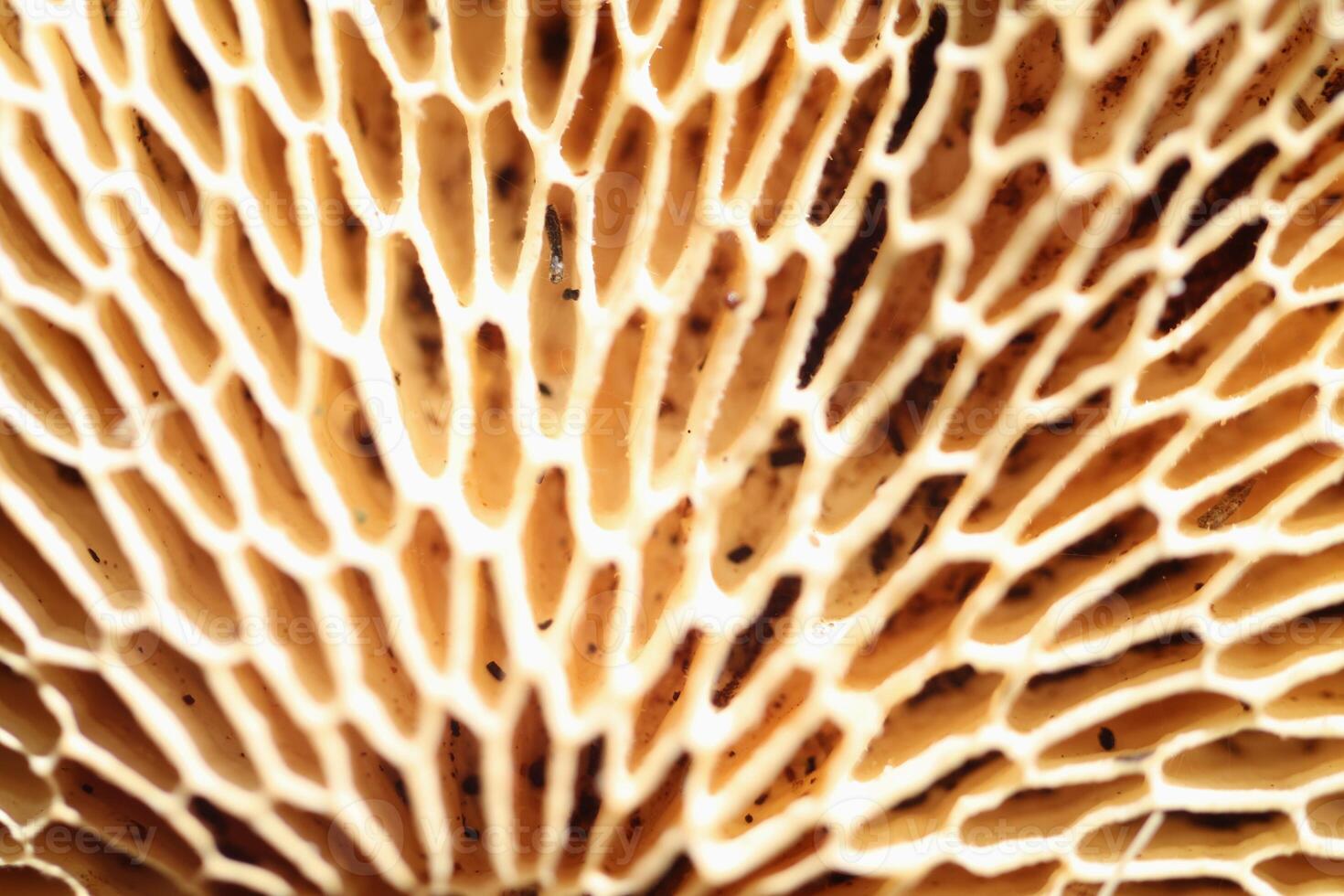 Intricate Honeycomb Pore Texture on the Underside of a Wild Mushroom Cap photo