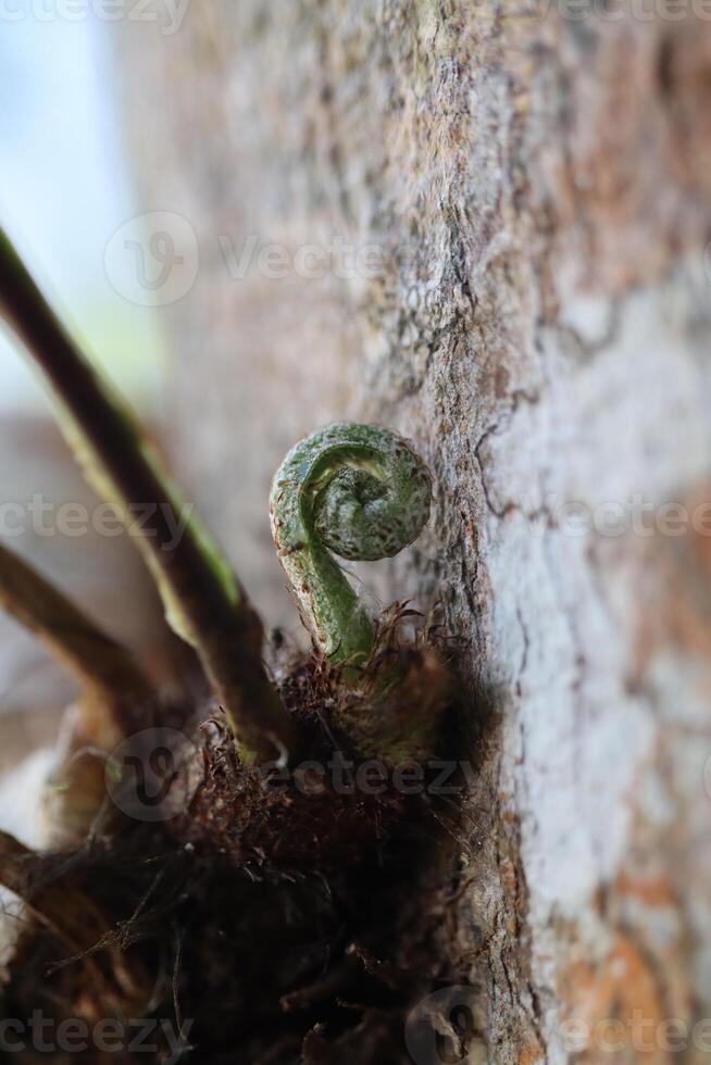 Fiddlehead Fern Frond Unrolling Against the Textured Bark of a Tree photo