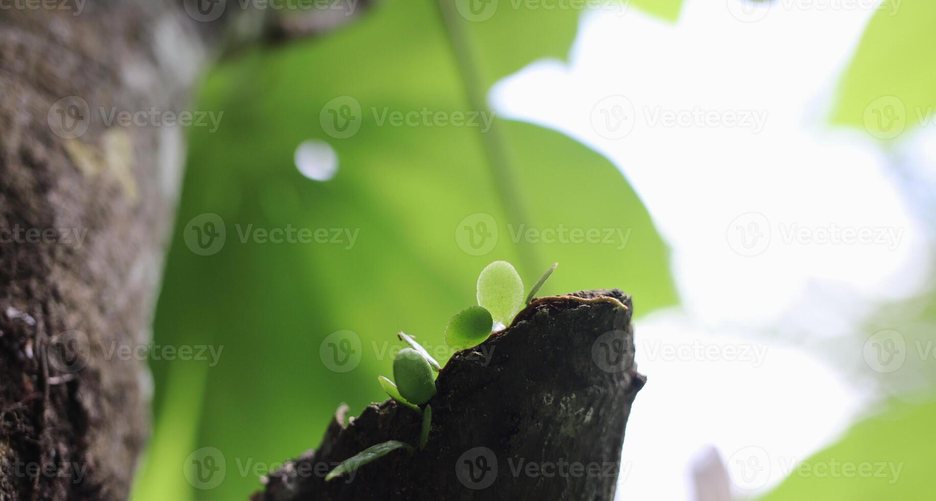 Tiny Round Leaves Sprouting on a Broken Tree Branch Tip photo