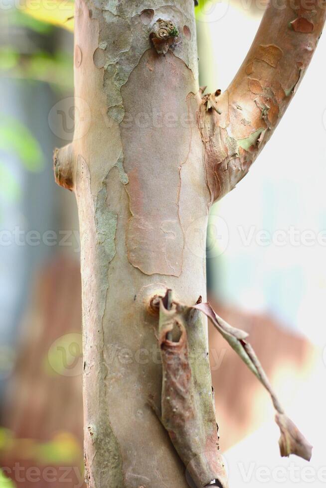 Smooth and Mottled Texture of Guava Tree Trunk Bark photo