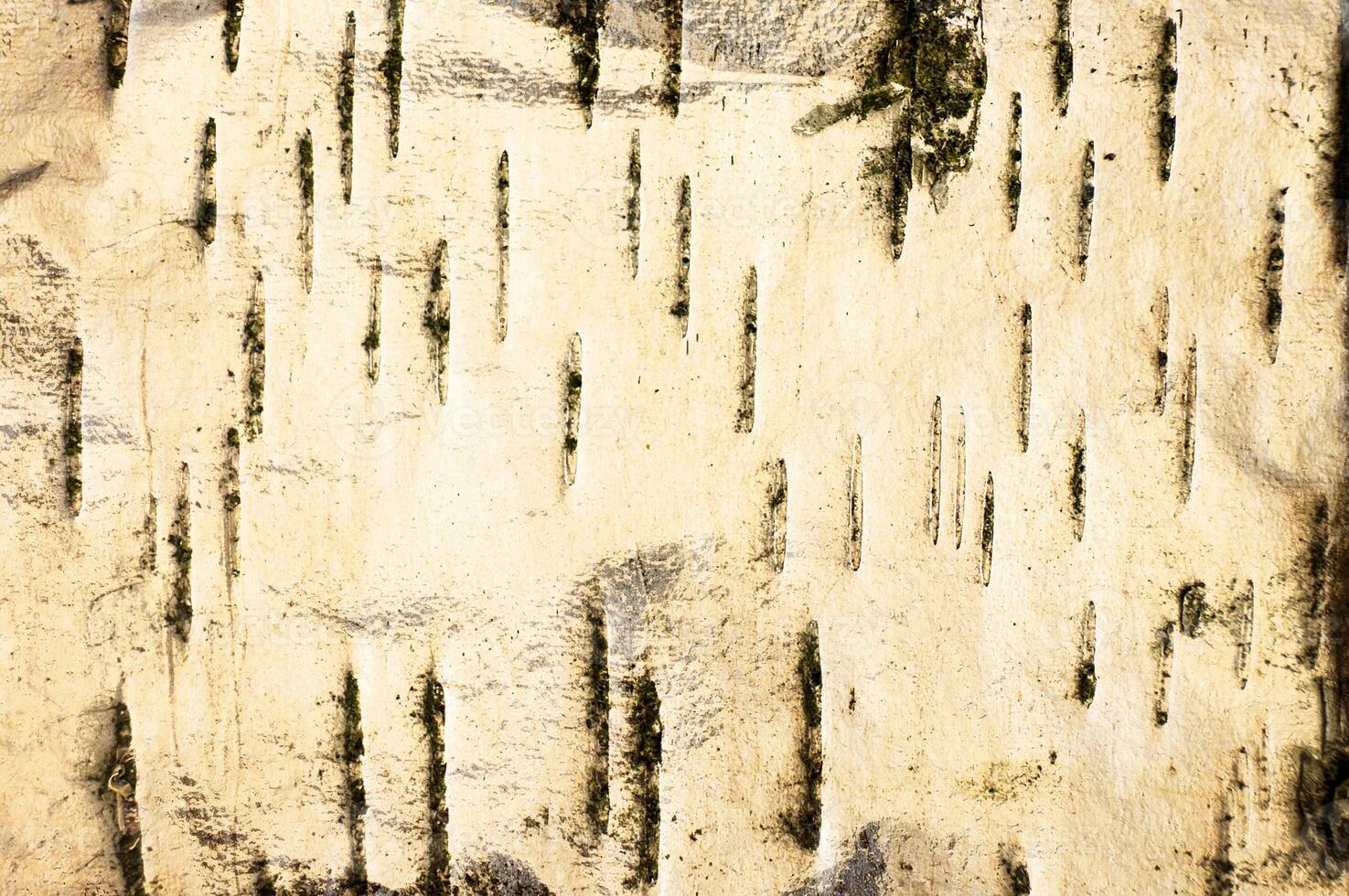 Birch bark texture shows rustic surface. White weathered trunk with black scratched organic pattern photo