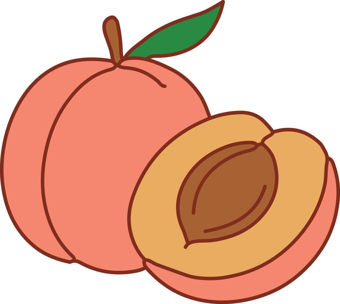 Peach with cut half and pit vector