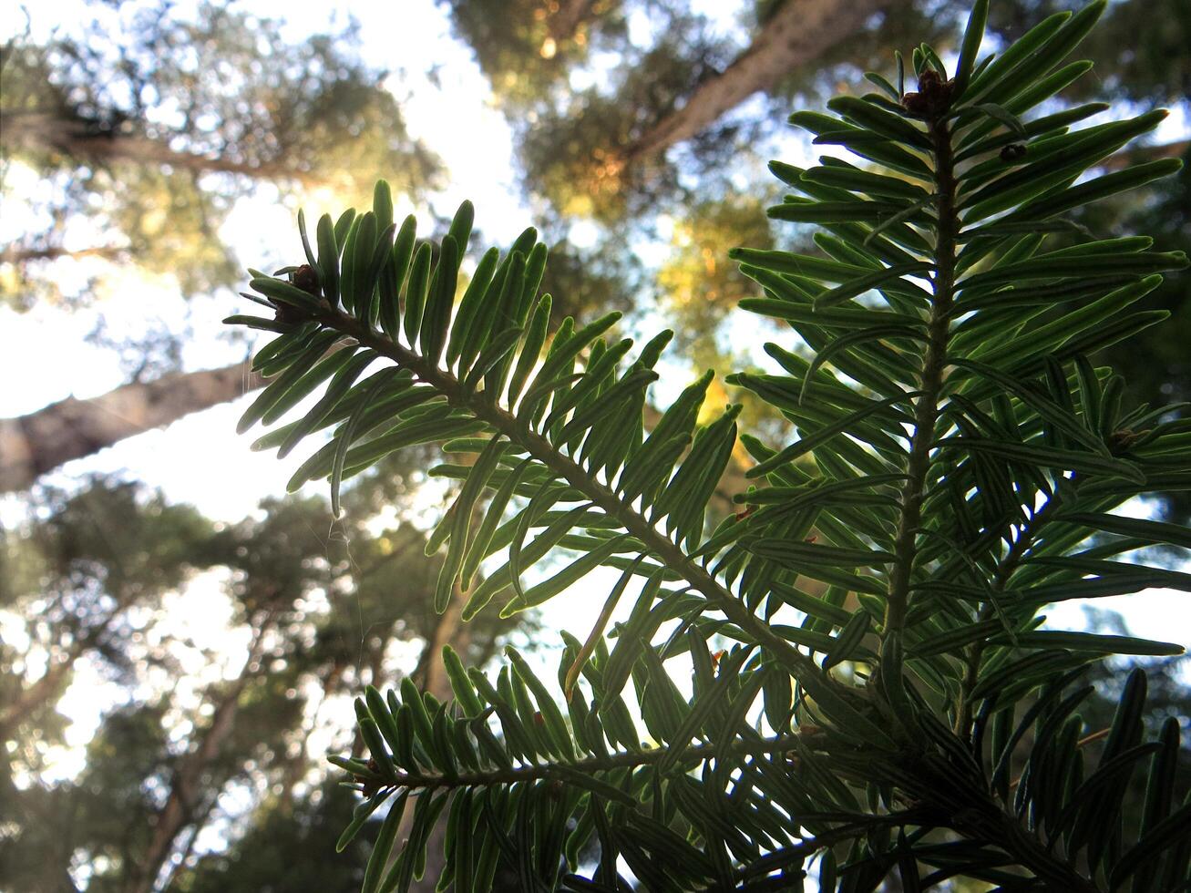 A picturesque view of a mountain pine branch illuminated by the sun on a summer day against a background of tall trees and blue sky. Macro. Unfocused. photo