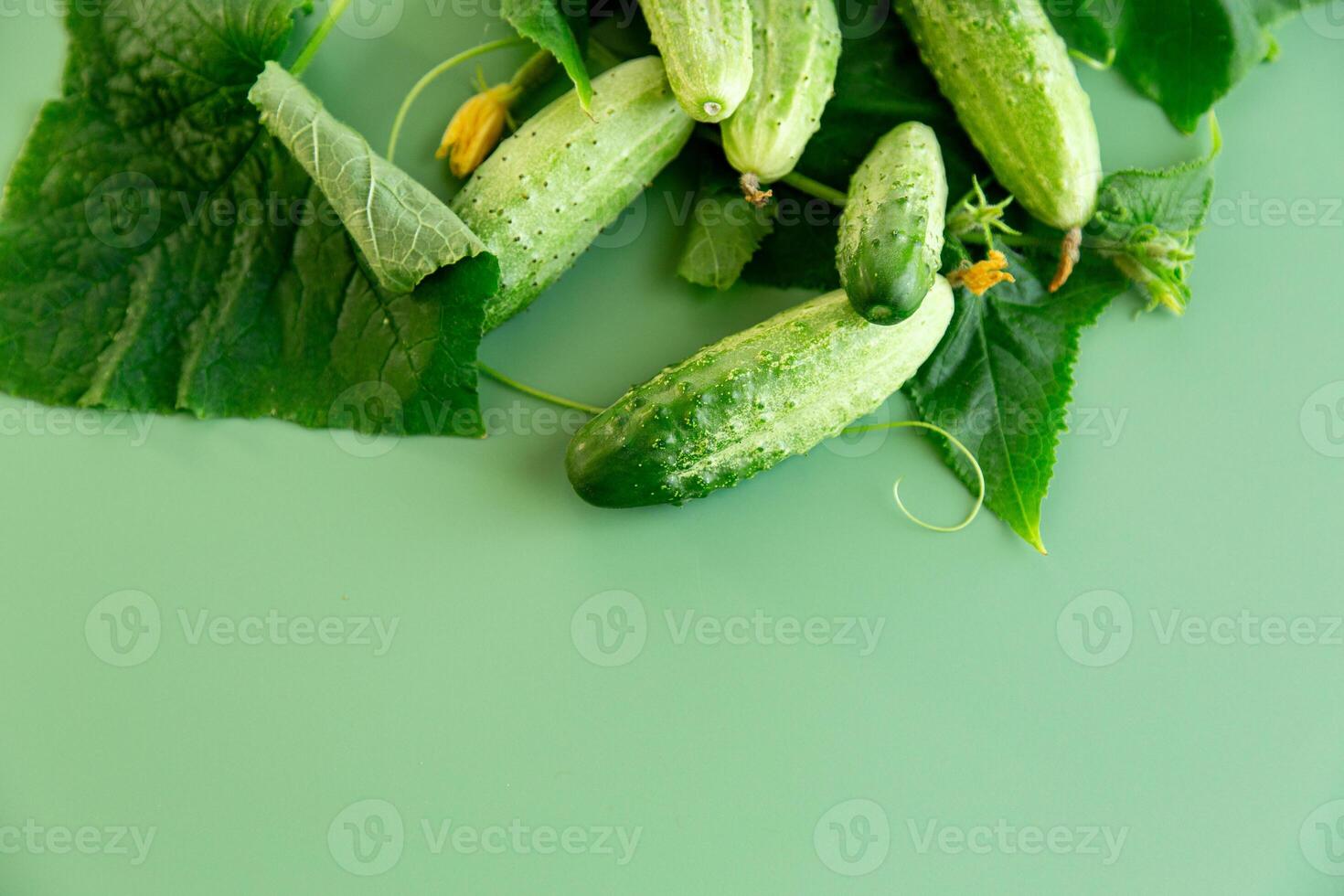 Studio layout of fresh cucumbers with space for text on the left photo