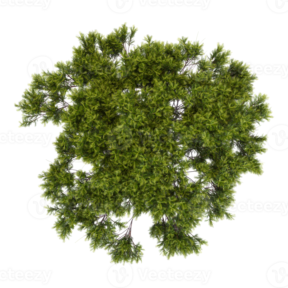 3D rendering of Stone pine tree on transparent background from top view png