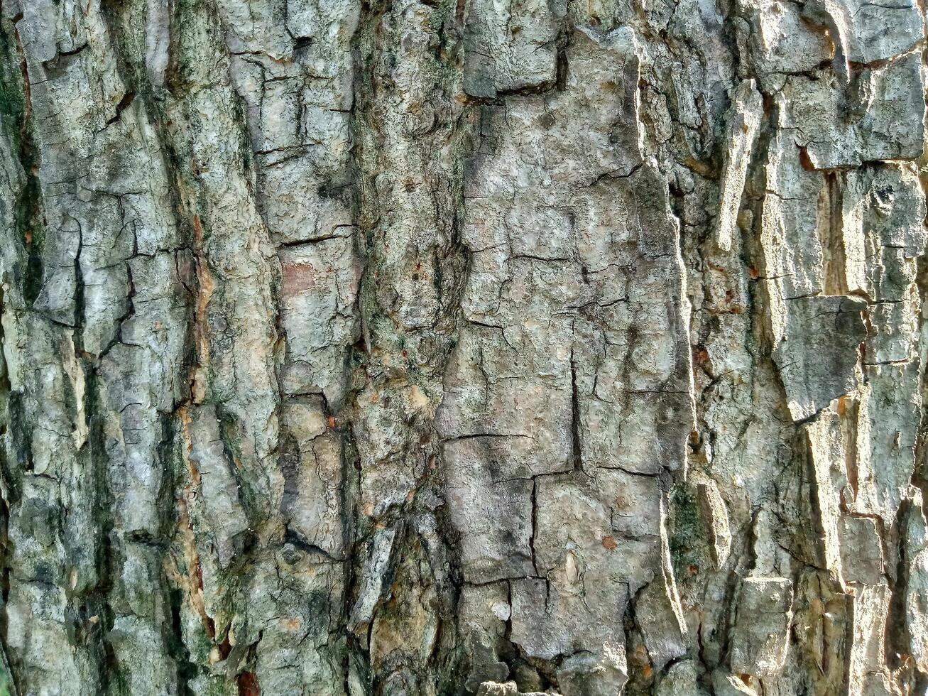 Abstract Natural Wood Texture with Deep Vertical Cracks and Rustic Pattern photo