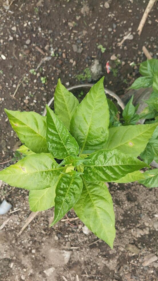 photo from above Potted chili plants with variations in green-yellow leaf color, suitable for foliar condition classification machine learning dataset.