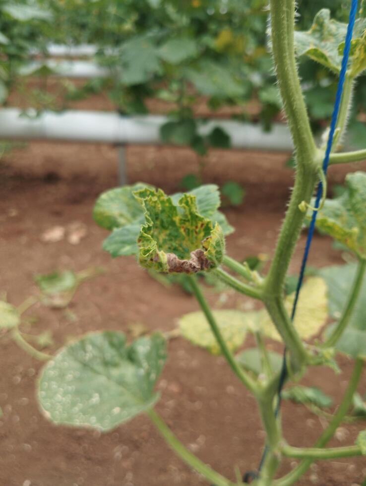 A physically deformed melon leaf is photographed from the bottom left corner, relevant for an AI dataset mapping abnormal leaf shapes. photo