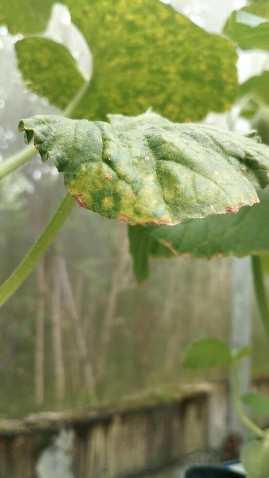 Melon leaves with uneven color distribution in mid-eye angle photos as input for AI discoloration mapping training dataset.