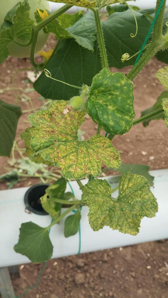 Melon plants with changing leaf color photographed from an eye-level long-shot, supporting AI for context-based plant condition analysis. photo