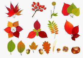 Fall Leaves Vector Pack