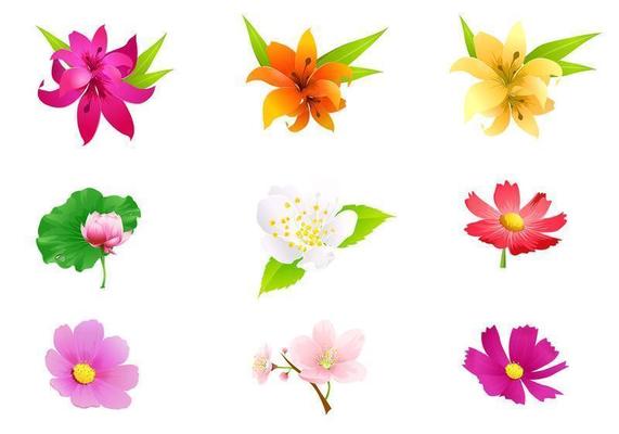 Tropical Flower Vector Pack