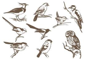 Etched Bird Vector Pack 