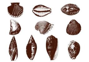 Etched Shell Vectors Pack 