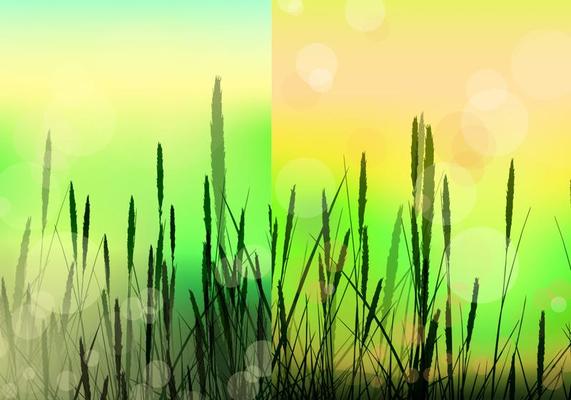Bokeh Reed Background Vector Pack