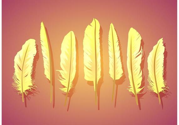 Vector Feather Isolated 
