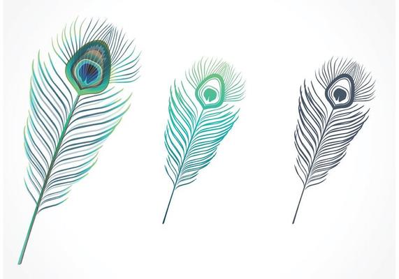 Peacock Feather Vector Art, Icons, and Graphics for Free Download