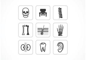 Free Bones And Joints Vector Icons