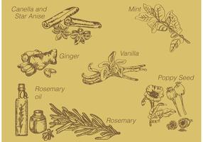 Hand Drawn Spices vector