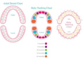 Vector Dental Charts