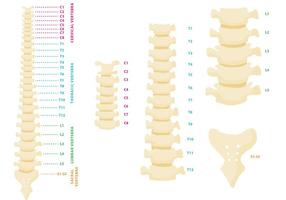 Vertebral Column Vector 