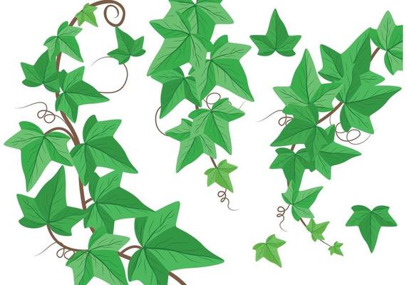 Ivy Vector Art, Icons, and Graphics for Free Download