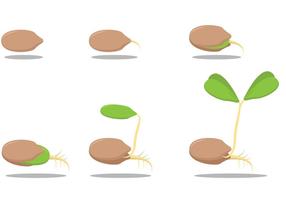 Growing Seed Vectors