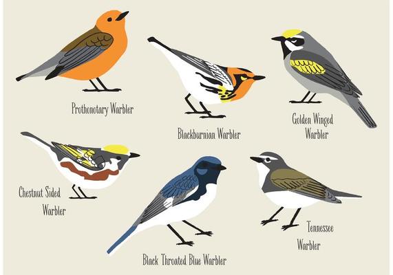 Hand Drawn Warblers Vectors