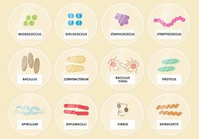 Vector Petri Dishes Bacteria