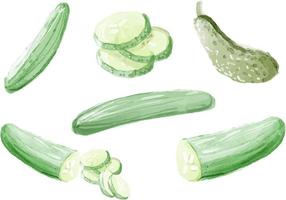 Watercolor Cucumber Vectors