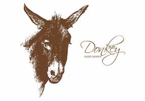 Hand Drawn Donkey Portrait Vector