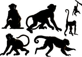 The Monkey Vectors