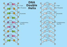 Vector de estructura de ADN