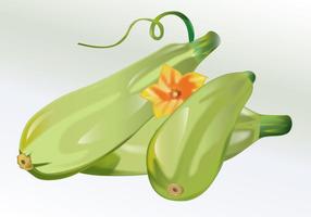 Vegetable Zucchini Vector