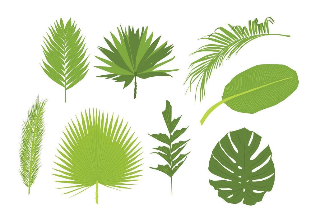 Vector Set of Palm Leaves 96761 - Download Free Vectors, Clipart