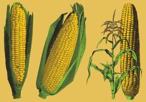 Engraved Corn Illustrations vector