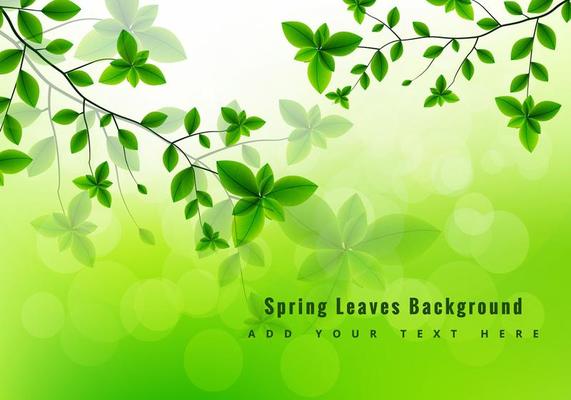 Green spring leaves 