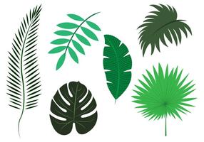 Vector Set of Palm Leaves