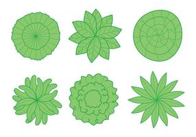 Plant Top View Vector