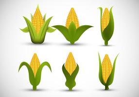 Mazorca de maíz vector