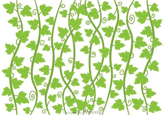Ivy Vine Vector