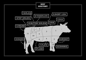 Cuts of Beef Anatomy Vector Illustration