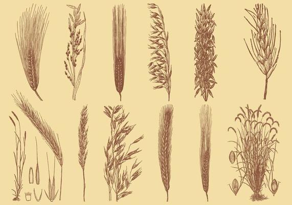 Old Style Drawing Grains