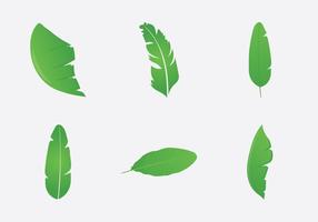 Free Banana Leaf Vector Illustration