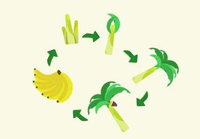 FREE BANANA LIFE CYCLE VECTOR