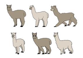 Alpaca Vector