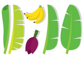 Hoja de plátano y fruta vector